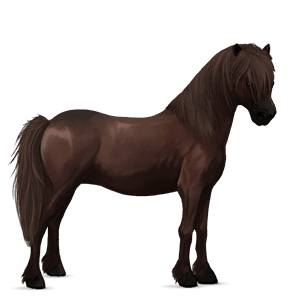 pony newfoundland pony bruin