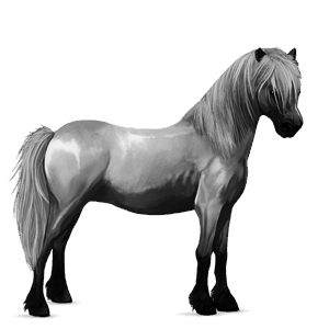 pony shetlander gestippeld grijs