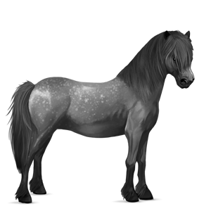 pony connemara lichtgrijs