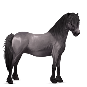 pony palomino