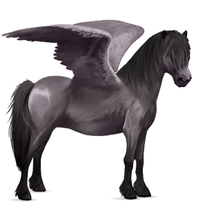 pony-pegasus gra
