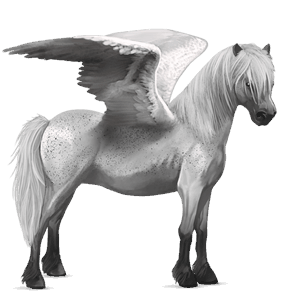 pony-pegasus shetlander muisgrijze tobiano