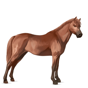 pony welsh kastanje
