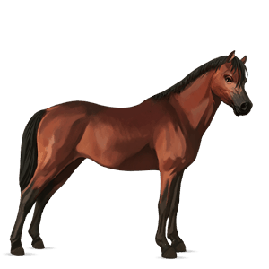 pony welsh roodbruin