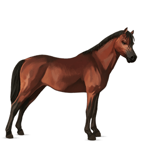 pony roodbruin