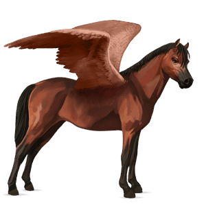 pony-pegasus welsh roodbruin
