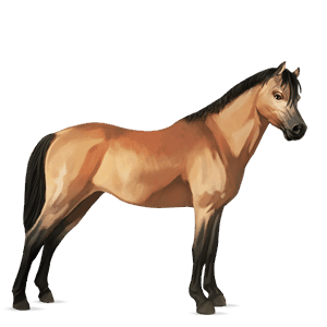 pony welsh wildkleur