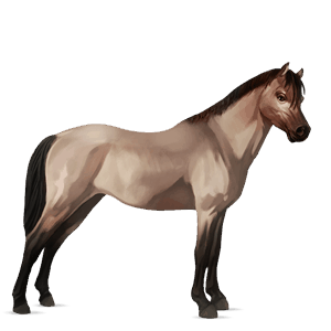 pony welsh roodschimmel