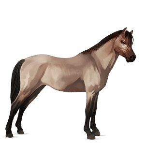 pony roodschimmel