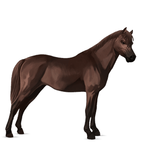 pony shetlander roodbruin