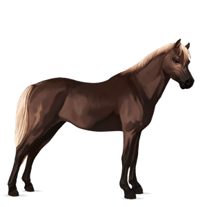 pony shetlander cremello