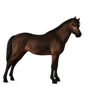 pony kerry bog bruin