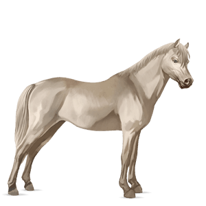 pony belgische rijpony cremello