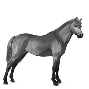 pony gestippeld grijs