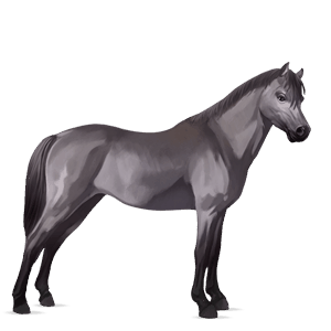 pony welsh muisgrijs