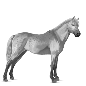 pony newfoundland pony bruin