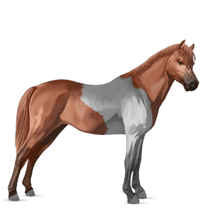 pony belgische rijpony bruin