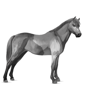 pony welsh lichtgrijs