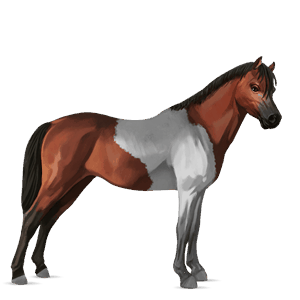 pony zweetvos lever kastanje 