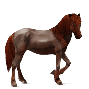 rijpaard lusitano wildkleur
