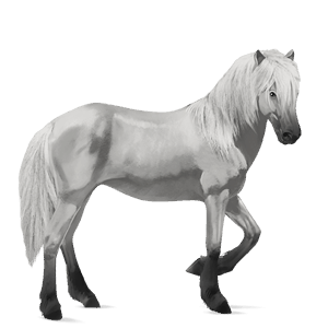 pony highland pony roan