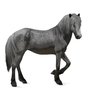 rijpaard lipizzaner lichtgrijs