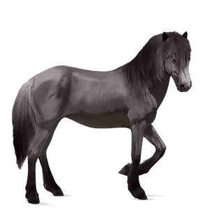 rijpaard lusitano zwart