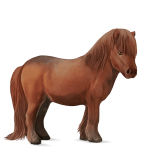 pony shetlander kastanje