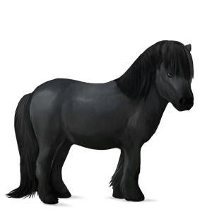pony shetlander zwart
