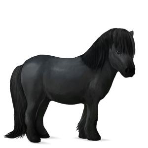 pony shetlander roodbruin