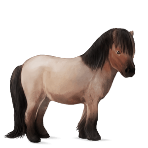 pony shetlander roodschimmel