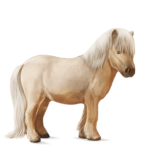 pony shetlander bruine tobiano