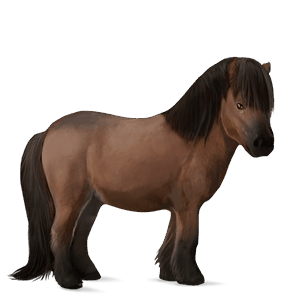 pony shetlander bruin