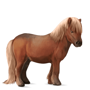 pony bruin