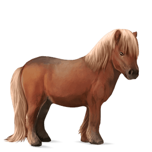 pony shetlander zweetvos kastanje 