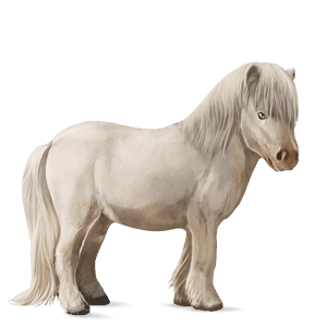 pony shetlander bruin