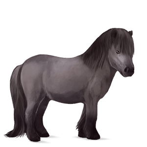 pony shetlander zwart