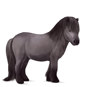 pony shetlander muisgrijs