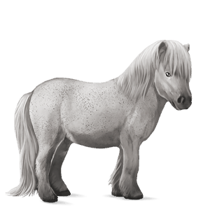 pony connemara gestippeld grijs