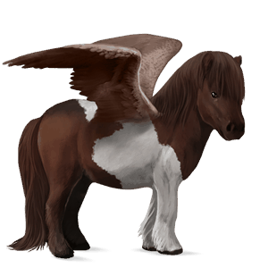 pony-pegasus shetlander zwart