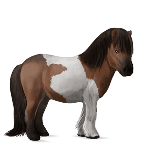 pony zwart