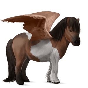 pony-pegasus shetlander bruine tobiano