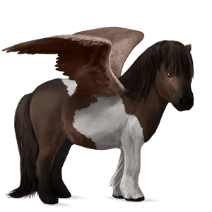 pony-pegasus shetlander donkerbruine tobiano