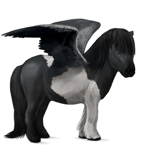 pony-pegasus shetlander zwarte tobiano