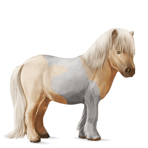 pony kerry bog zwart