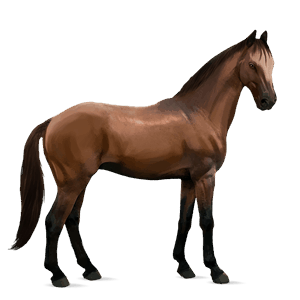 rijpaard appaloosa kastanje sneeuwvlok 