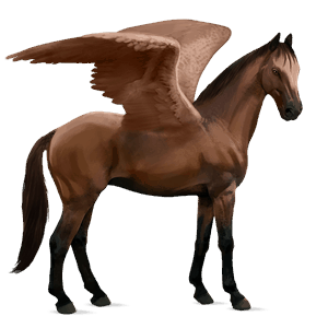 rijpaard-pegasus kwpn bruin