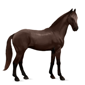 rijpaard trakehner roodbruin