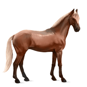 rijpaard trakehner zweetvos kastanje 
