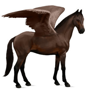 rijpaard-pegasus kwpn zwart